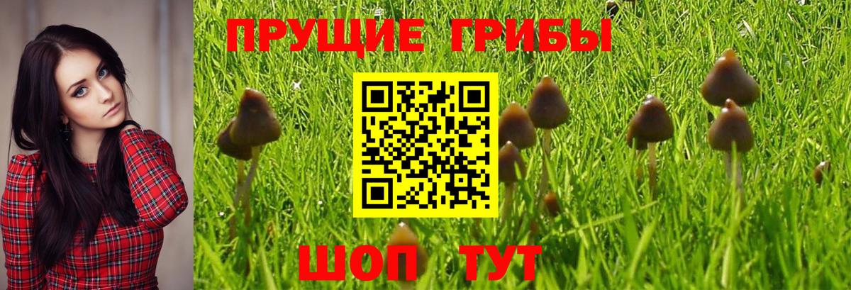 Балабаново  Галлюциногенные грибы Psilocybe  Вход с VPN 